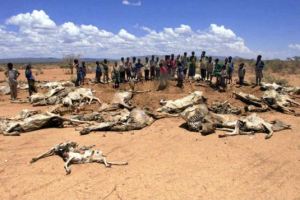Ethiopia_drought_cows
