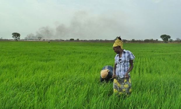 Ethio farmer
